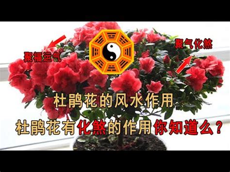 杜鵑花風水|家中杜鵑風水大解密